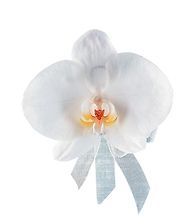White Phalaenopsis Pin on Corsage