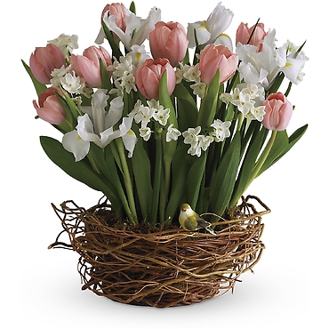 Tulip Song