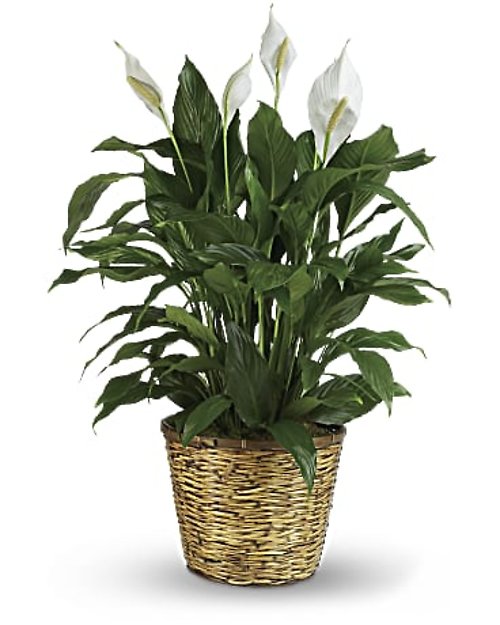Simply Elegant Spathiphylum 10inch grower\'s pot