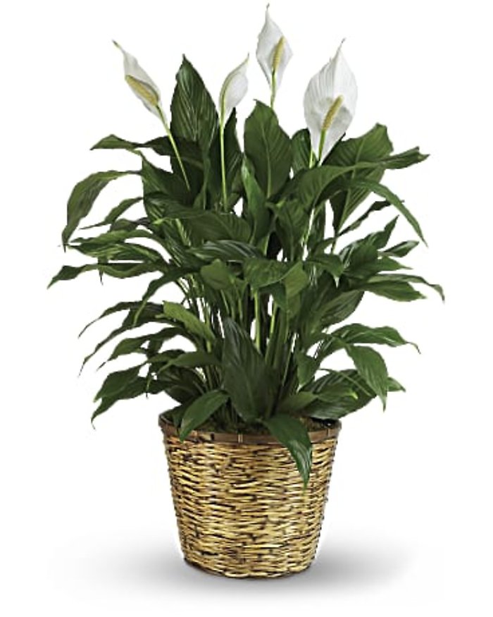 Simply Elegant Spathiphylum 10inch grower\'s pot