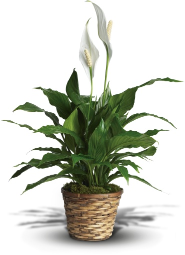 Simply Elegant Spathiphyllum - Small 6 inch grow pot