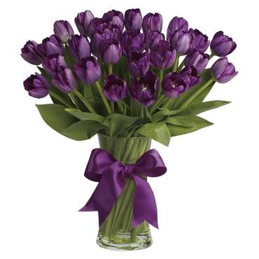 Passionate Purple Tulips