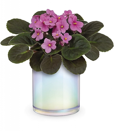 Luminous Leaves