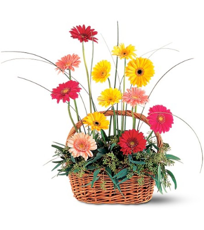 Uplifting Gerbera Basket