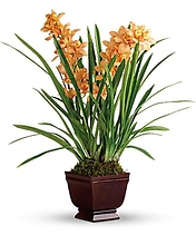 Regally Yours Orchid