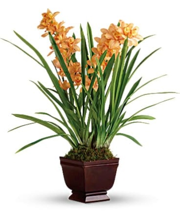 Regally Yours Orchid