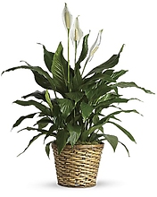 Simply Elegant Spathiphyllum - 8 inch grower\'s pot