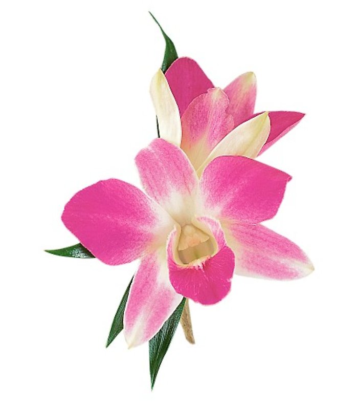 Purple Dendrobium Boutonniere